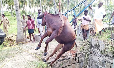 கிணற்றில் விழுந்த பசுமாடு மேலே கொண்டு வரப்பட்ட காட்சி.
