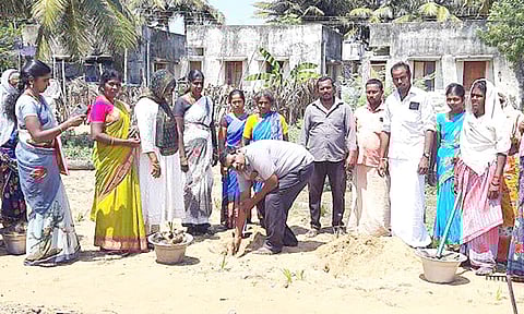 பனை விதைகள் நடப்பட்டது