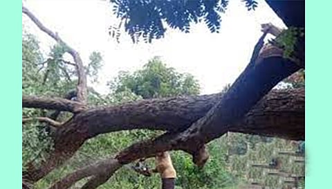 மரக்கிளை முறிந்து விழுந்து வாலிபர் பரிதாப சாவு
