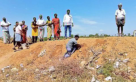 கண்மாய் கரையில் பனை விதைகள் நடவு செய்யப்படும் காட்சி.