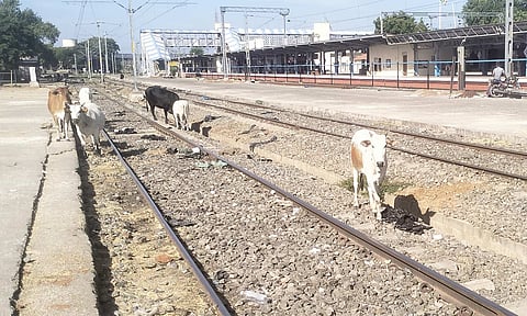 தண்டவாளத்தில் சுற்றித்திரியும் மாடுகள்.
