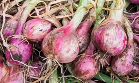 கோப்புபடம்