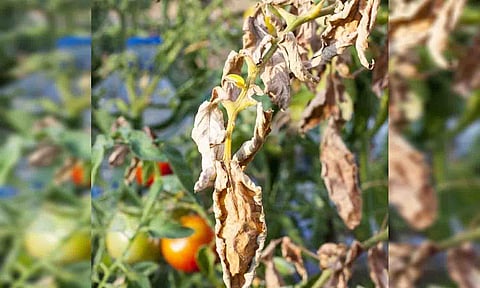 தக்காளி செடியில் வாடல் நோய் தாக்குதலை ஏற்பட்டுள்ளதை படத்தில் காணலாம்.