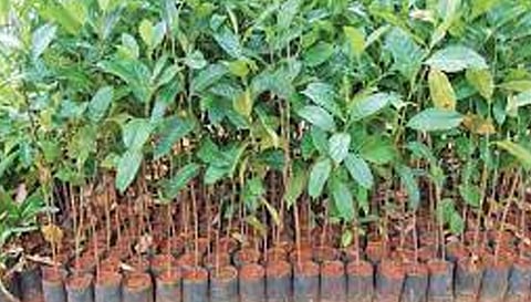 கபிலர்மலை வட்டார விவசாயிகளுக்கு  பாரம்பரிய விதை நெல், தேக்கு மரக்கன்றுகள் வழங்கல்