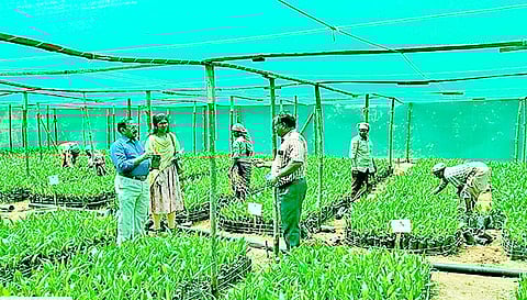 எண்ணெய் பனை சாகுபடியை தோட்டக்கலைத்துறை துணை இயக்குனர் கலைச்செல்வன் ஆய்வு செய்தார்.
