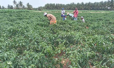 அக்கணம்பாளையத்தில் பச்சை மிளகாய் பறிக்கும் பணியில் ஈடுபட்டுள்ள பெண் தொழிலாளர்கள்.