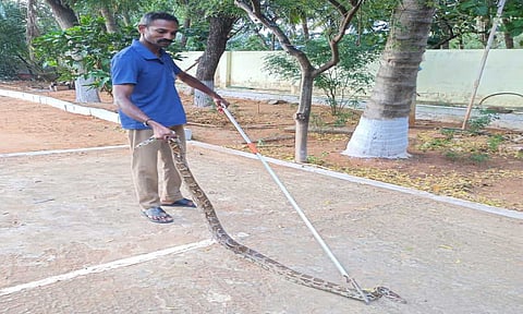 பிடிபட்ட ராட்சத மலைப்பாம்பை படத்தில் காணலாம்&nbsp;