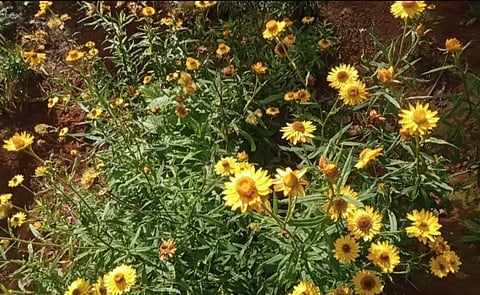 கோத்தகிரியில் பூத்துக் குலுங்கும் மஞ்சள் நிற பேப்பர் பூ