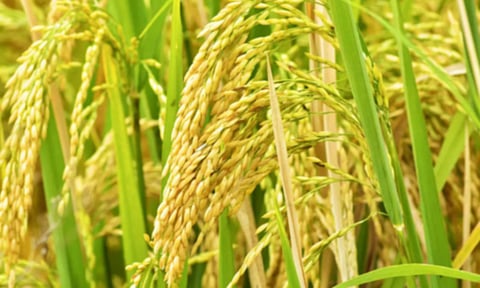 டெல்டா மாவட்டங்களில் மீண்டும் மழை- நெல்லில் ஈரப்பதம் அதிகரிக்க வாய்ப்பு உள்ளதால் விவசாயிகள் கவலை