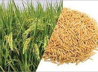 கருங்குளம் வட்டாரத்தில்  50சதவீத மானியத்தில் பூங்கார் ரக நெல் விதை -வேளாண்மை உதவி இயக்குனர் தகவல்