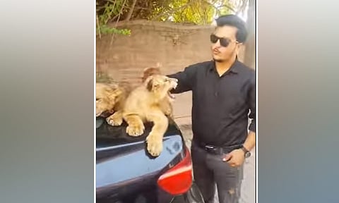 சிங்க குட்டிகளுடன் அதை வளர்க்கும் நபர்&nbsp;