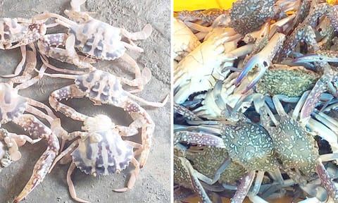 வலைகளில் படிபட்ட நீலக்கால், புள்ளி நண்டுகள்.