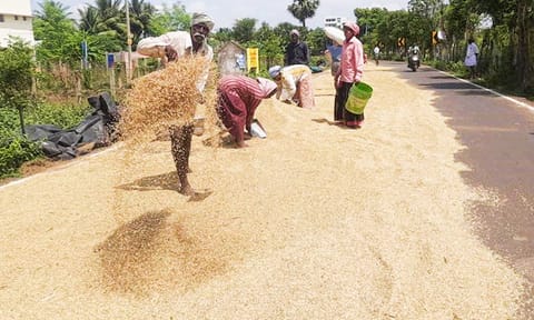 நெல்மணிகள் காய வைக்கும் பணியில் விவசாயிகள்.
