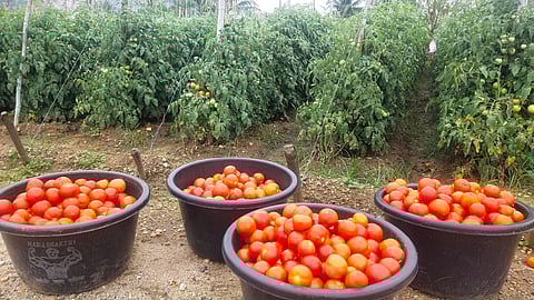 மேட்டுப்பாளையம் பகுதிகளில் தக்காளி விலை திடீர் உயர்வு