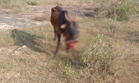 நாட்டு வெடி குண்டு கடித்த பசு மாடு வாய் சிதறியது