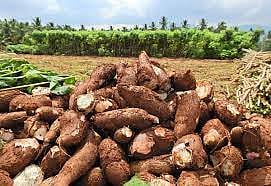 மரவள்ளி கிழங்கு விலை வீழ்ச்சி