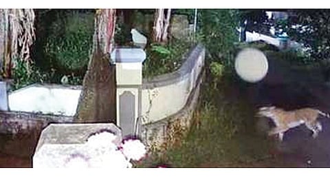 கேரள கிராம பகுதியில் புலி நடமாட்டம்