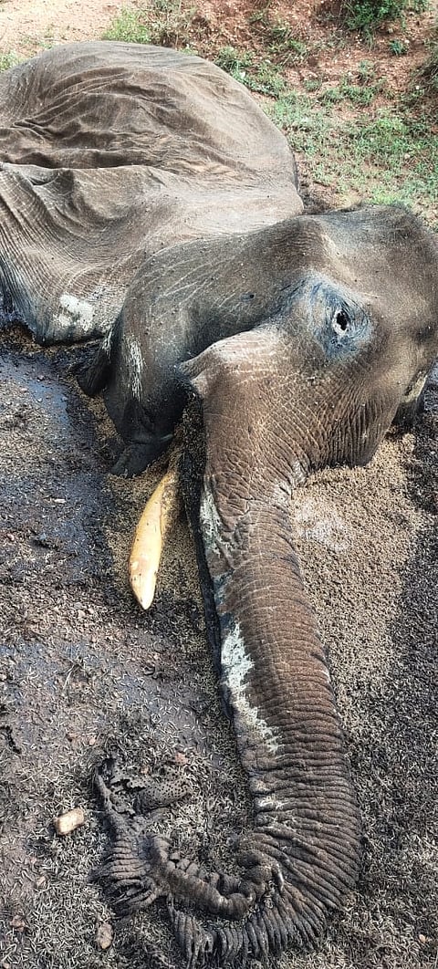 தந்தத்திற்காக ஆண் யானை கொல்லப்பட்டதா? வனத்துறையினர் விசாரணை