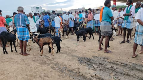 விராலிமலையில் களை கட்டிய ஆட்டு சந்தை