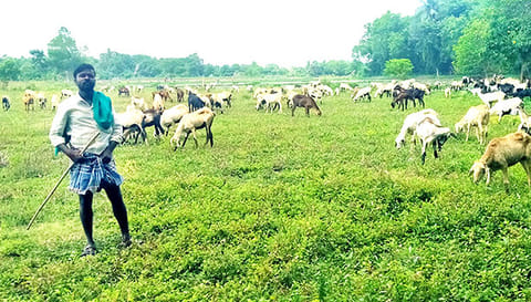 ஆடுகள் கிடை அமைக்கும் பணியில் தொழிலாளி.