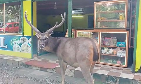 உணவுக்காக ஓட்டலுக்கு சென்ற கடமான்: வைரல் வீடியோ