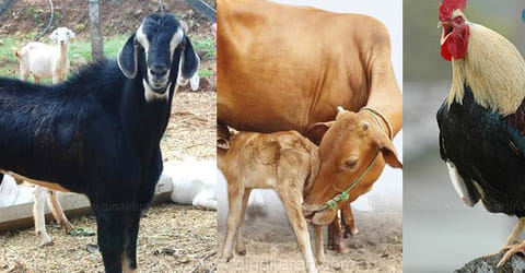 தீபாவளியையொட்டி ரூ.2 கோடிக்கு ஆடு, கோழி, மாடுகள் விற்பனை