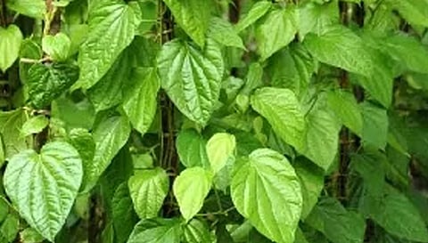 பரமத்தி வேலூர் பகுதிகளில் வெற்றிலை விலை உயர்வு