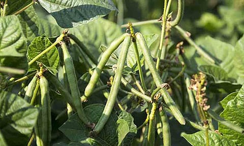 கோப்புபடம்