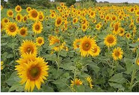 முன்கூட்டியே பூத்துக்குலுங்கும் காட்டு சூரியகாந்தி மலர்கள்