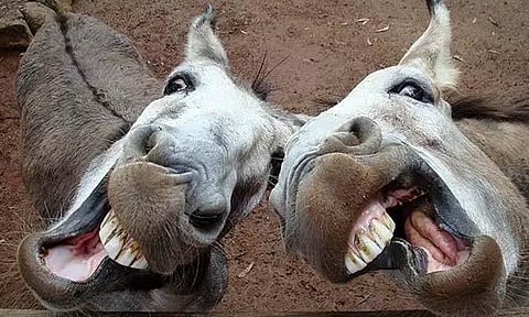 கழுதைகள்