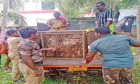 பிடிபட்ட குரங்குகளை வன ஊழியர்கள் காட்டு பகுதியில் விட கொண்டு சென்ற காட்சி.