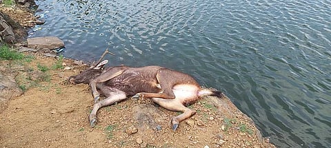 இறந்து கிடந்த மிளா.