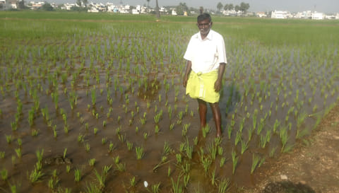 குமாரபாளையம் அருகே ஆலாங்காட்டுவலசு பகுதியில் குதிரைகள் சேதப்படுத்தி வயலை படத்தில் காணலாம்.&nbsp;&nbsp;
