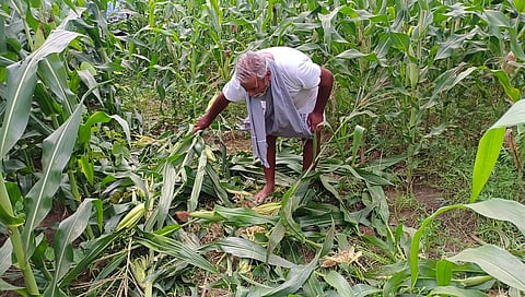 சேதமடைந்த மக்காச்சோளத்தை விவசாயி&nbsp; கவலையுடன் பார்த்த காட்சி.