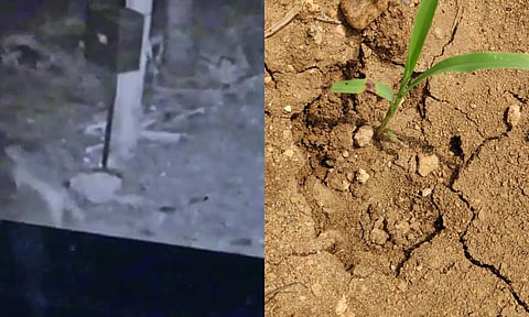 சிசிடிவி கேமராவில் சிறுத்தை நடமாட்டம் பதிவாகி உள்ளதை காணலாம்.