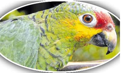 வீடுகளில் கிளி வளர்த்தால் நடவடிக்கை- வனத்துறையினர் எச்சரிக்கை