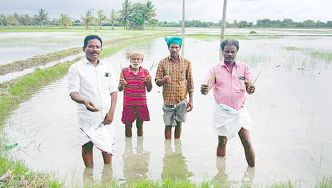 சம்பா பயிர்கள் மூழ்கியுள்ளதை வேதனையுடன் காண்பிக்கும் விவசாயிகள்.