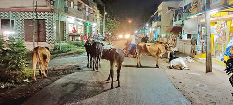 திருச்சி மெயின் ரோட்டில் வாகனங்களை மறிக்கும் கால்நடைகள் -  இரவில் அச்சத்துடன் கடக்கும் மக்கள்