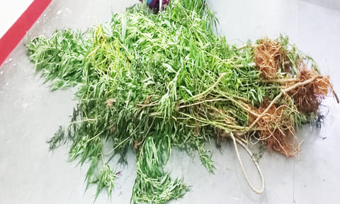 மிளகாய் தோட்டத்தில் பயிரிடப்பட்ட கஞ்சா செடிகள் பறிமுதல்