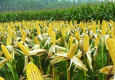 வரத்து குறைவால் மக்காச்சோளம் விலை உயர்வு - விவசாயிகள் மகிழ்ச்சி