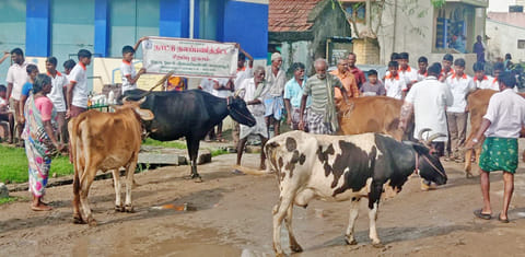பெரம்பலூர் அயன்பேரையூரில் கால்நடைகளுக்கான இலவச மருத்துவ முகாம்