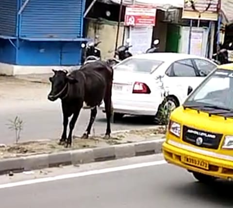சுந்தராபுரத்தில் சாலையை கடக்க முடியாமல் தவித்த கன்று குட்டி