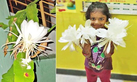 போடியில் பூத்த பிரம்ம கமல மலரை படத்தில் காணலாம்.