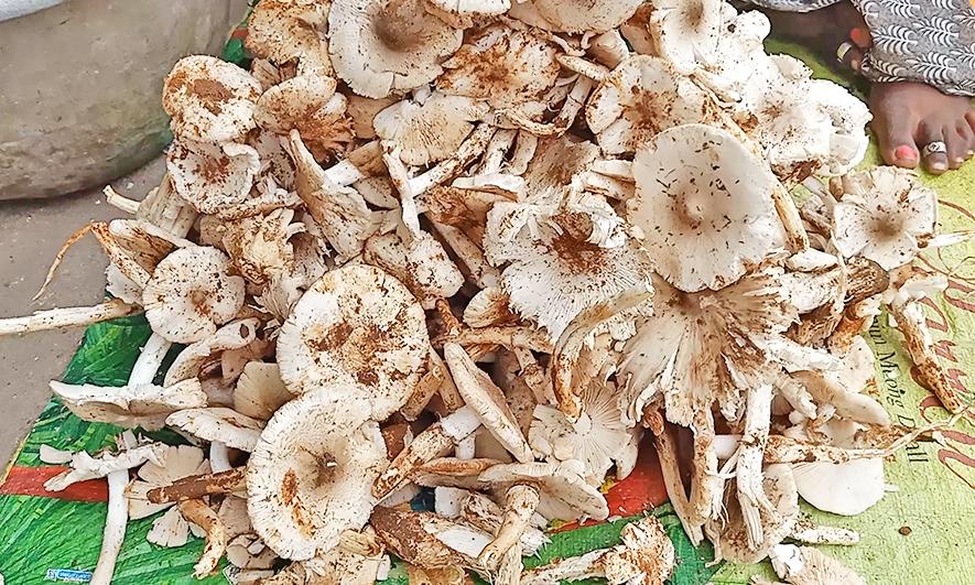 ஊட்டச்சத்து கொண்ட இயற்கை காளான்கள் வரத்து அதிகரிப்பு- கிலோ ரூ.400க்கு விற்பனை