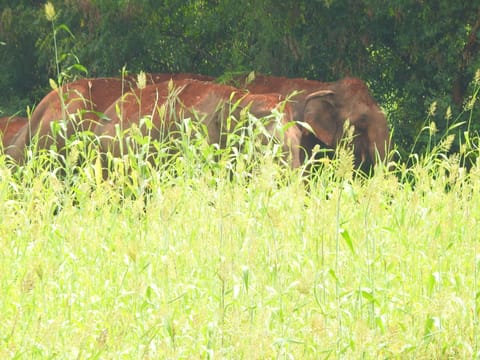 3 குட்டிகளுடன் ஊருக்குள் புகுந்த யானை கூட்டம்.