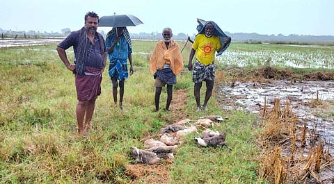 இடி-மின்னல் தாக்கி பலியான வாத்துகள்.