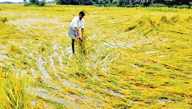 நெற்பயிர்களை காக்கும் வழிமுறைகள்-வேளாண் அதிகாரி தகவல்