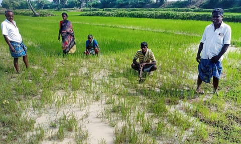 மாடுகள் மேய்ந்ததில் நாசமான நெற்பயிர்களை விவசாயிகன் வேதனையுடன் பார்வையிட்டனர்.
