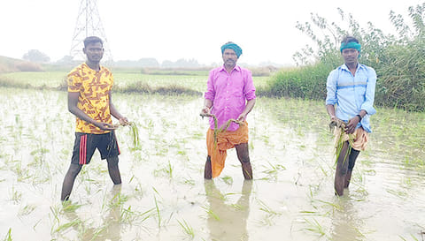 மூழ்கிய பயிர்களை வேதனையுடன் காண்பிக்கும் விவசாயிகள்.