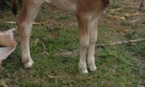 பசு ஈன்ற 2 தலையுடன் கன்று குட்டி